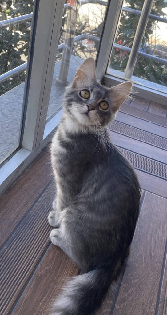 Maco