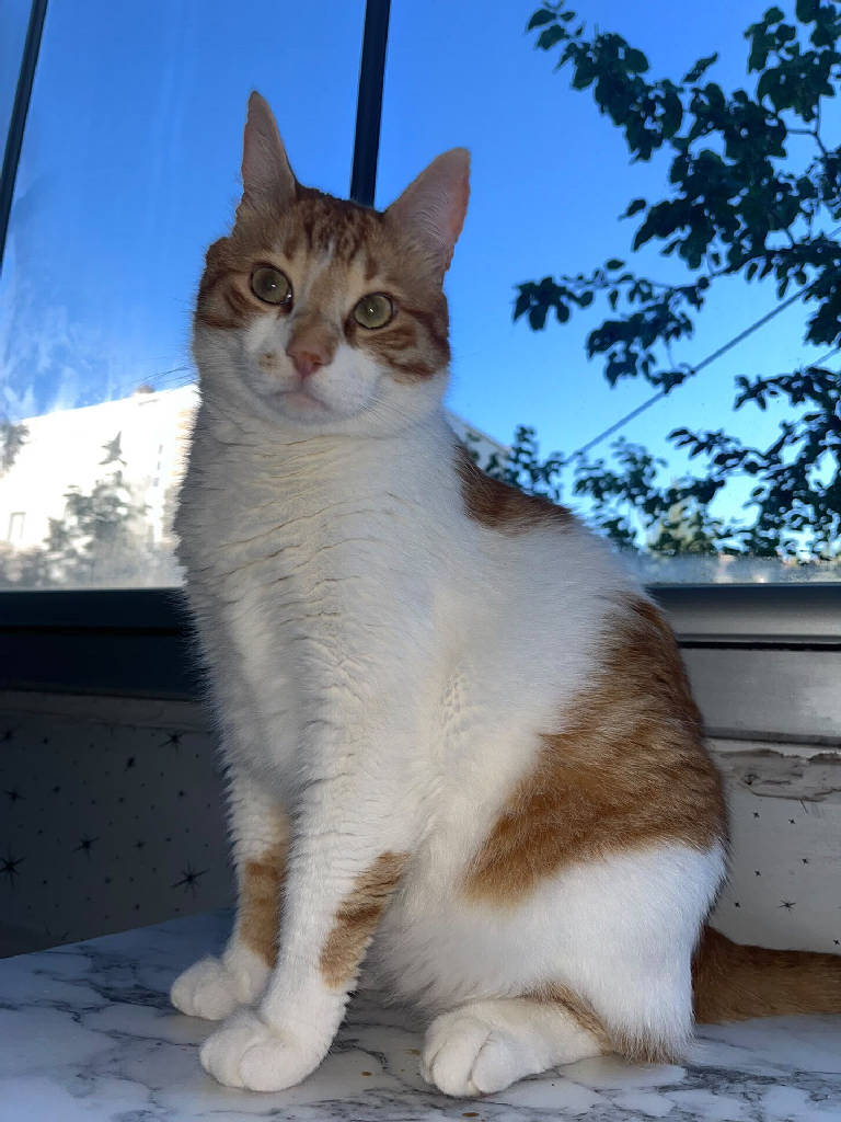 Behlül — Kedi · İzmir · ailesine kavuştu