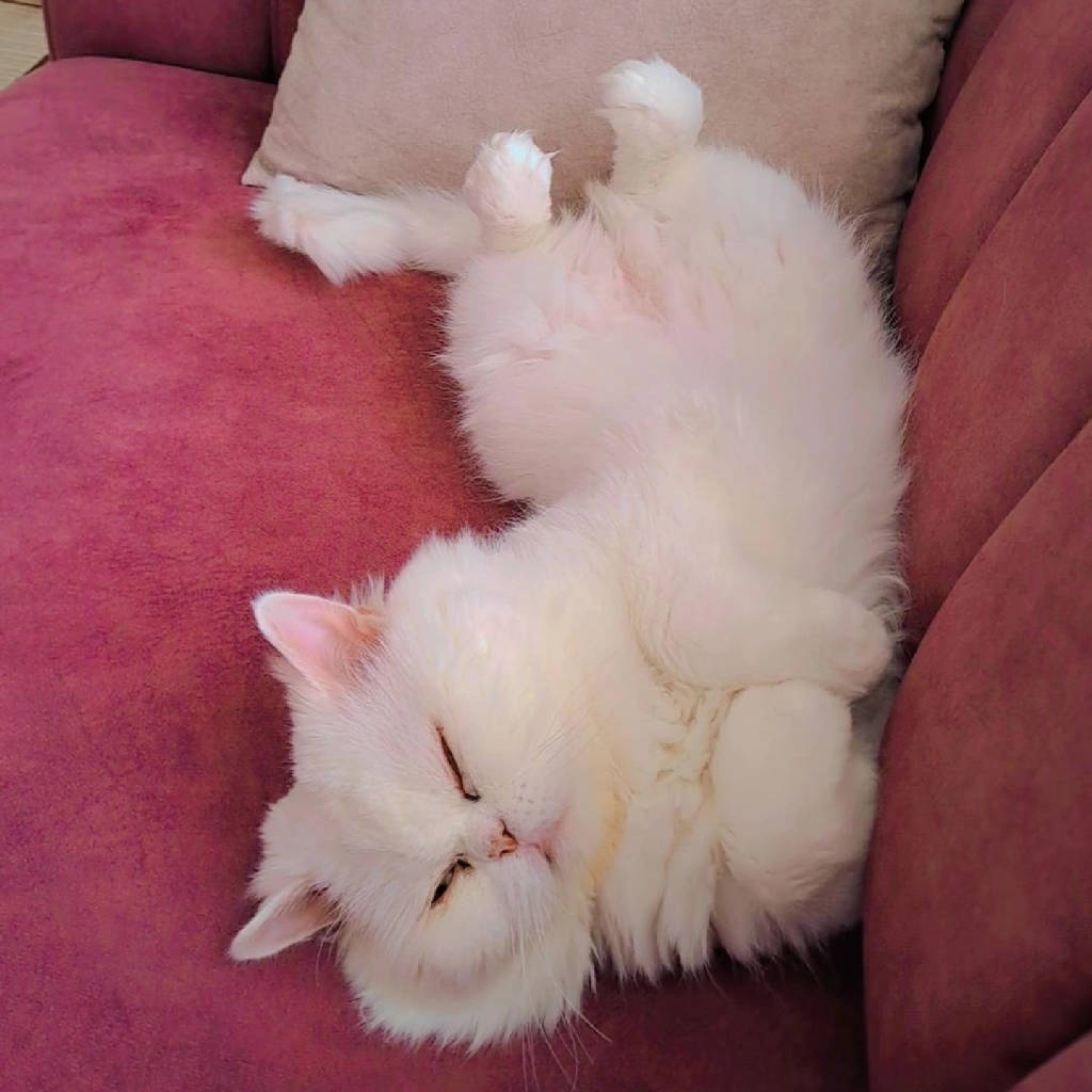 pamuk