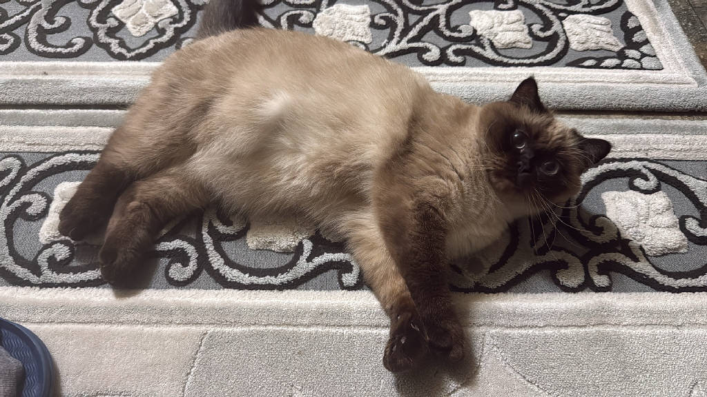 kontes — Kedi · Kocaeli · ailesine kavuştu
