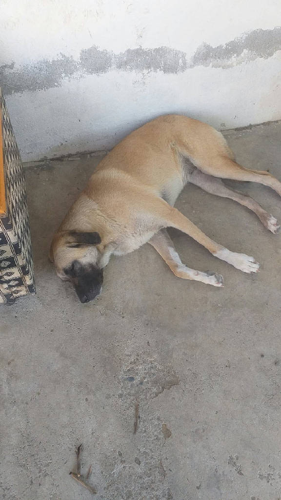 LEYDİ  — Köpek · Antalya · ailesine kavuştu