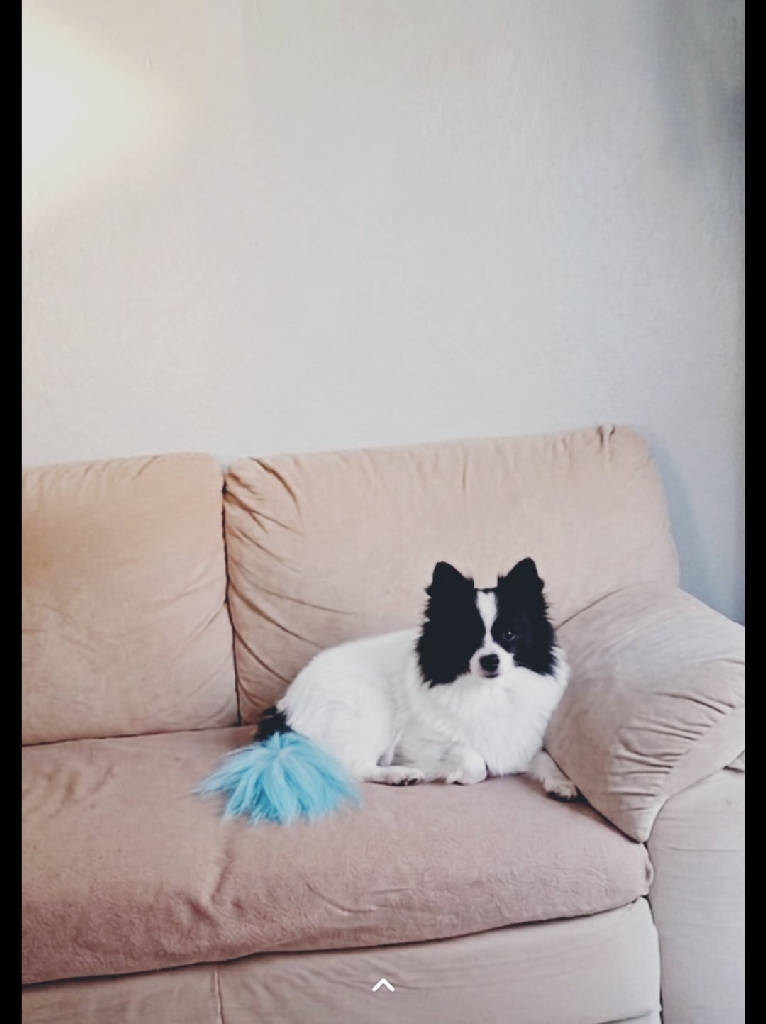 Kartal CONİ  — Köpek · İzmir · ailesine kavuştu