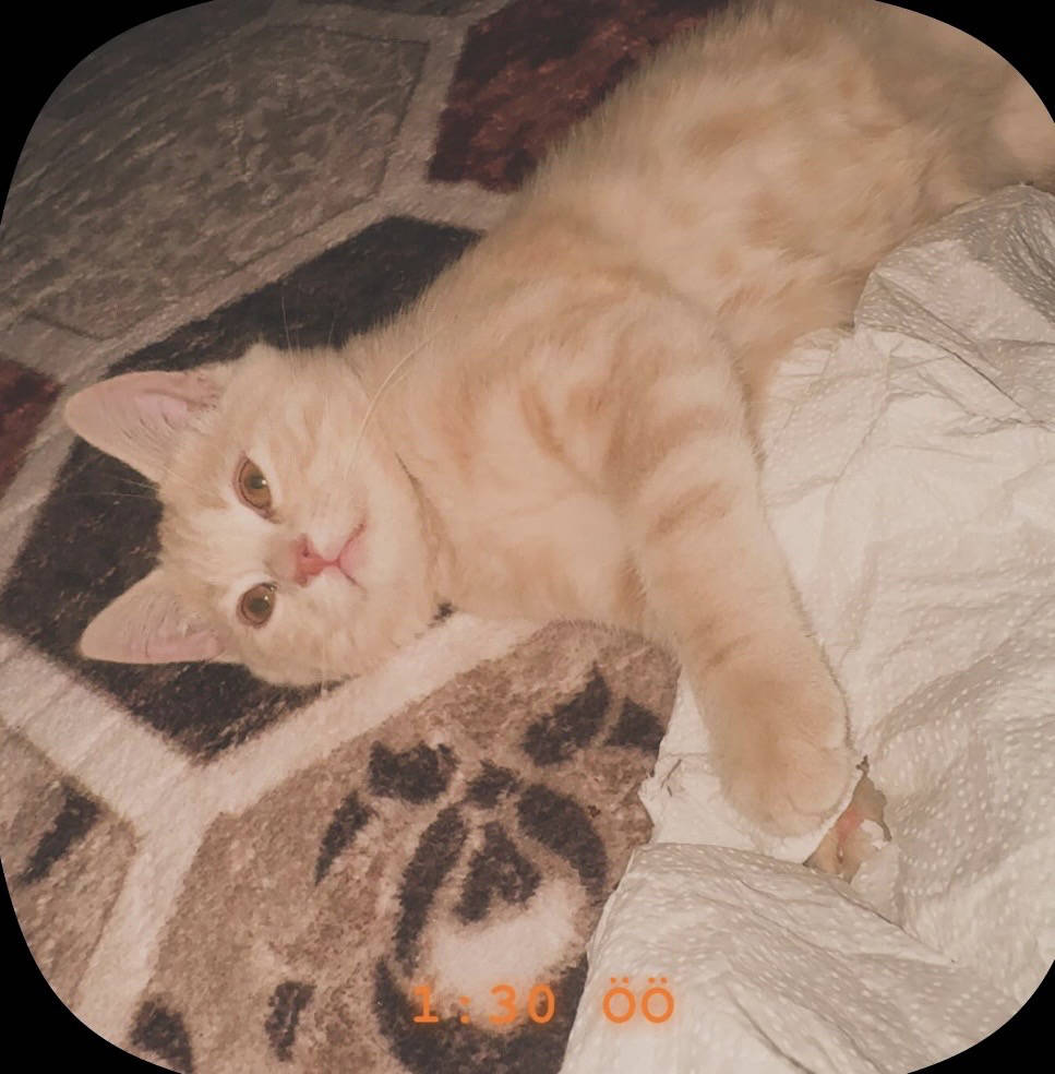 paşa — Kedi · Konya · ailesine kavuştu