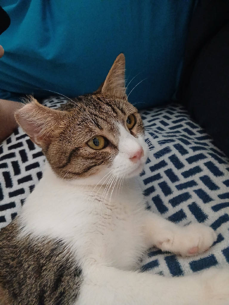 meraklı