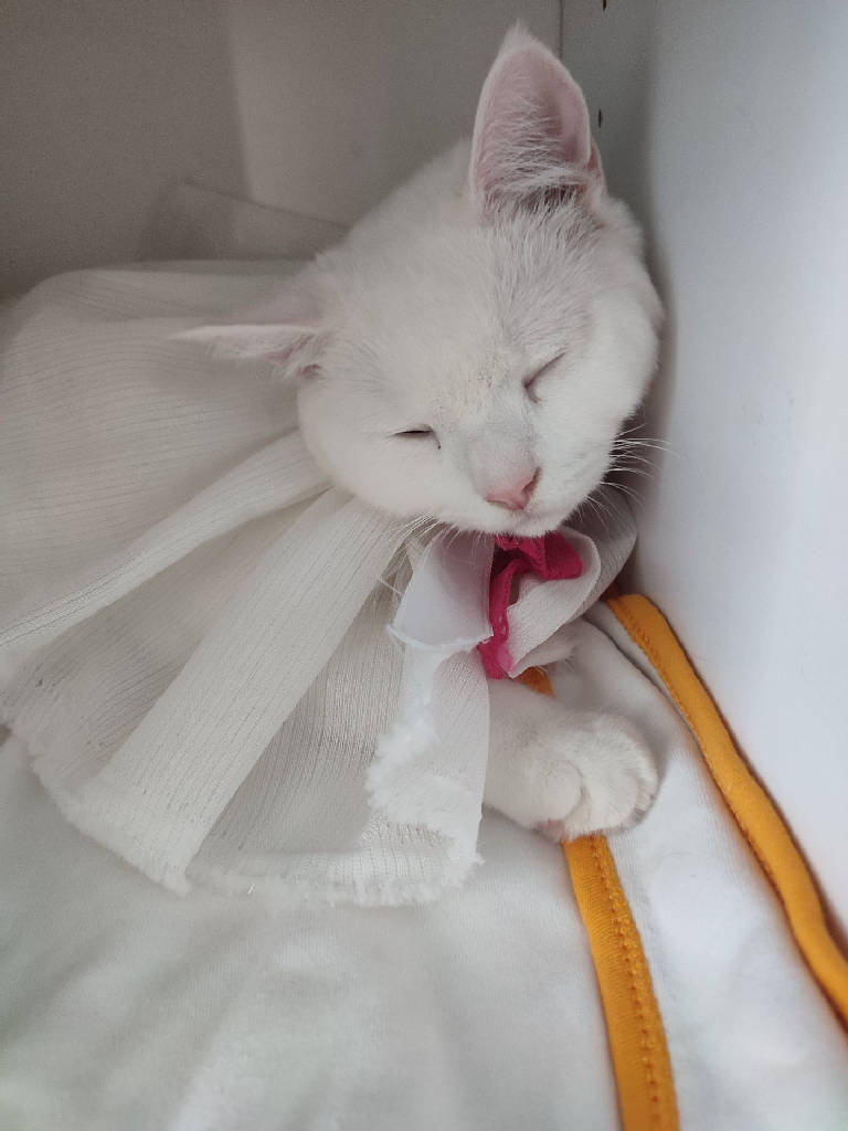 Pamuk