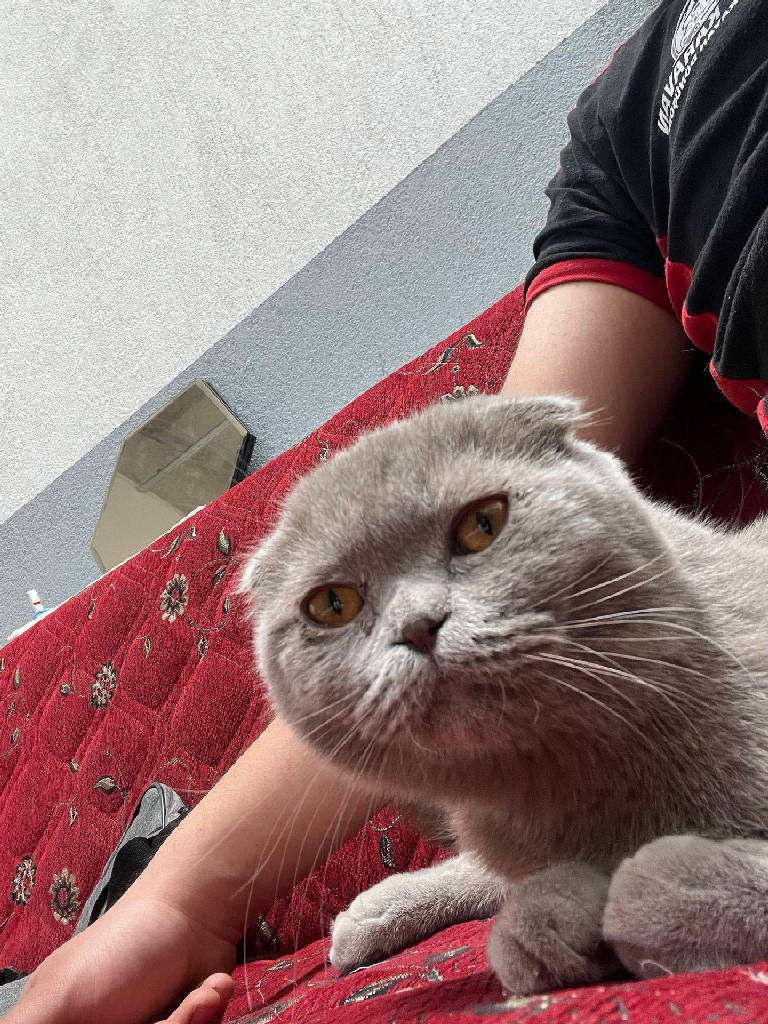 Scottish Fold cinsi