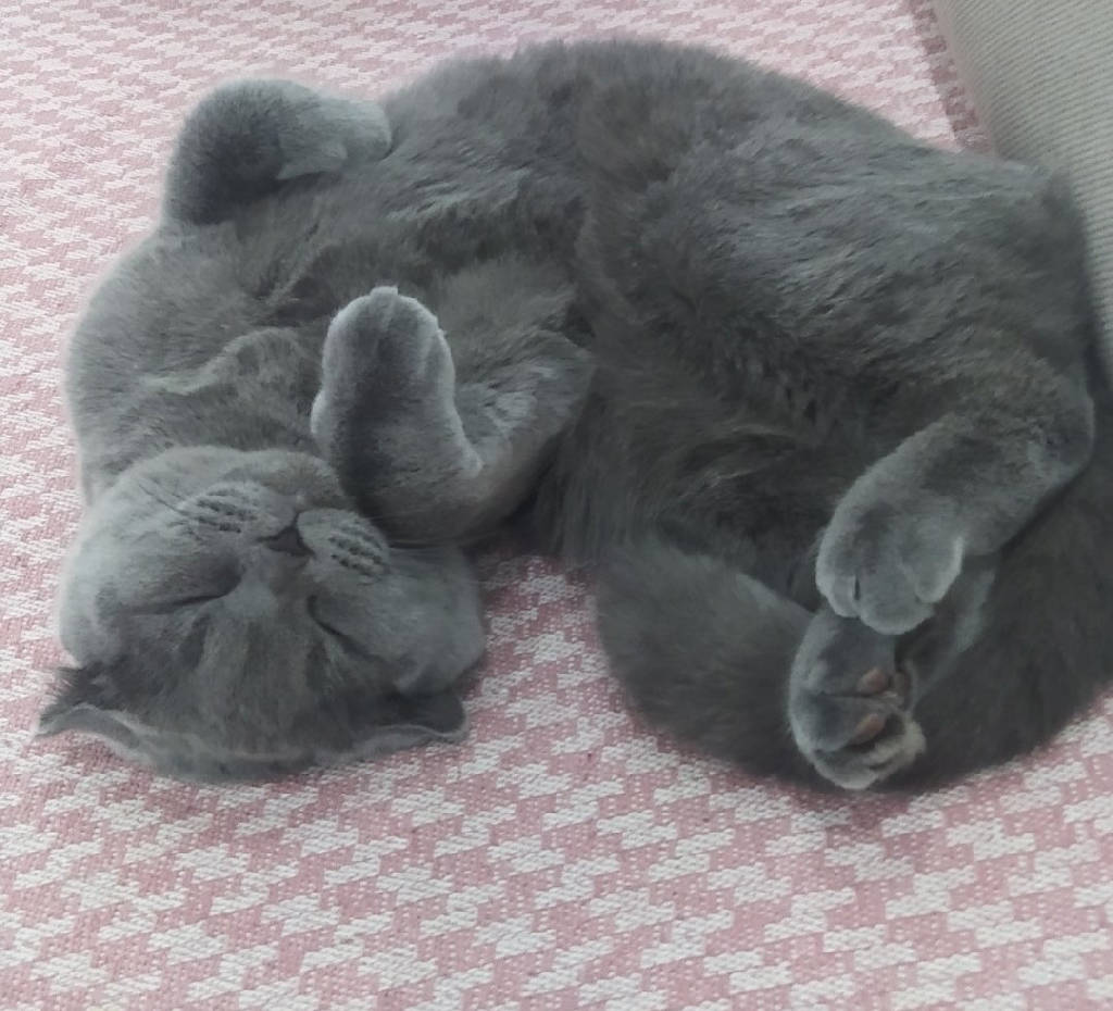 Kedi