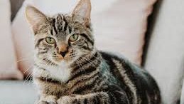 denge veteriner kliniği