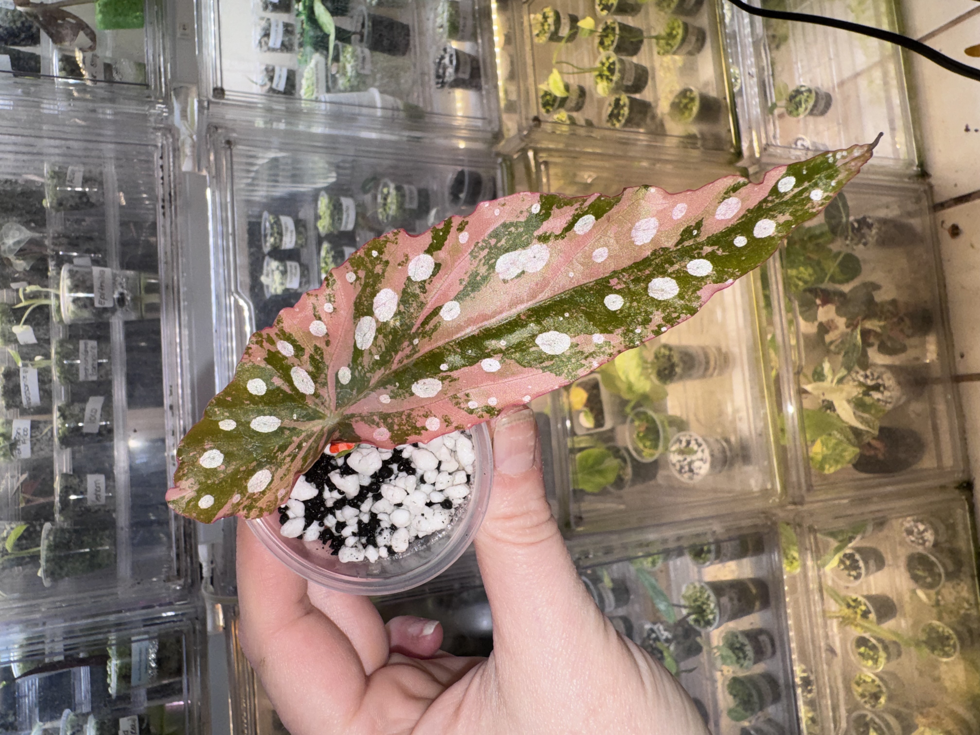 Courtney Morgan-Roberts