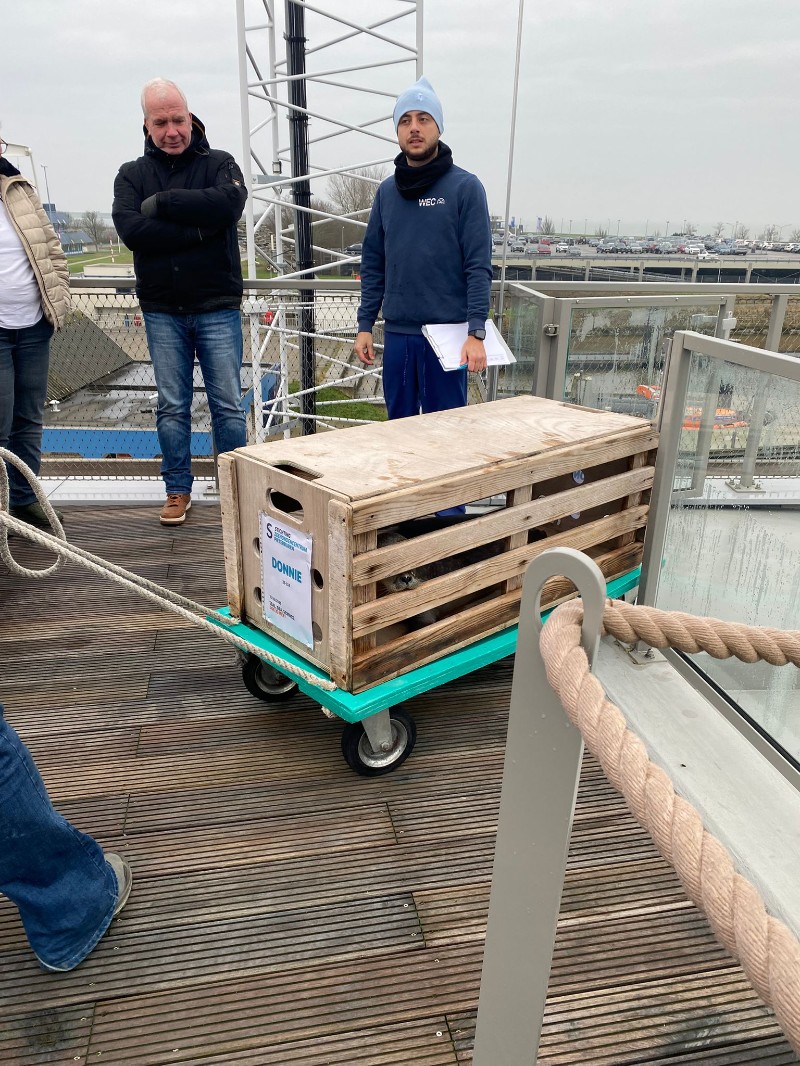 Foto van het event: Zeehonden vrijlaten in de natuur nadat ze zijn gered 🦭