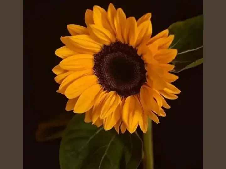 Profile Header Image