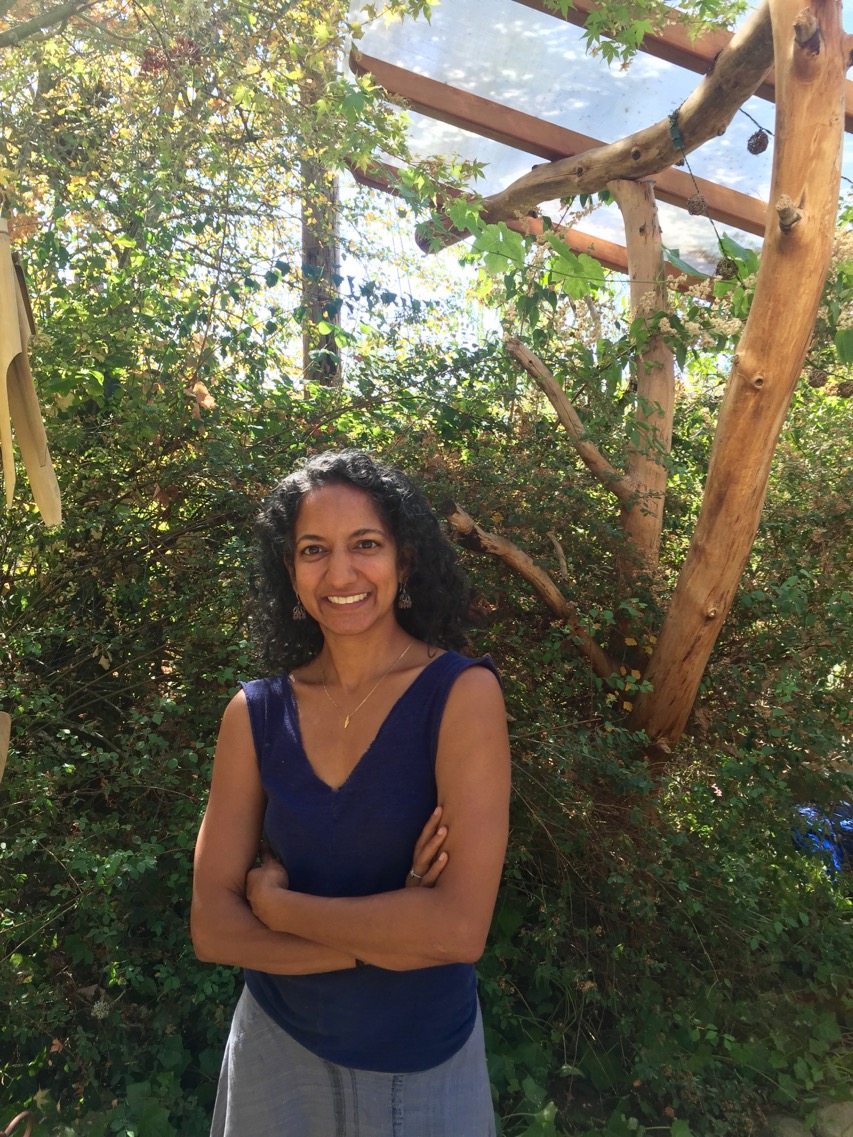 Maple Tree Healing photo