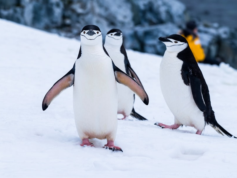 Chinstrap penguins on Two Hummock Island off the Antarctic Peninsula