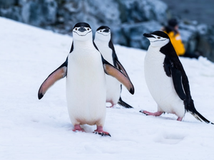 Chinstrap penguins on Two Hummock Island off the Antarctic Peninsula