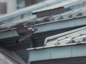 a pigeon flying