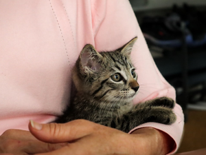 person holding silver tabby cat