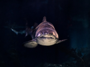 close-up of gray shark