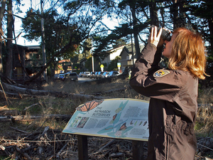 Samantha Marcum, monarch butterfly conservation coordinator for the U.S. Fish and Wildlife Service's Pacific Southwest Region, looks through binoculars for monarch butterflies.