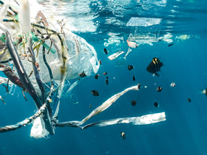 Plastic pollution and juvenile fish.