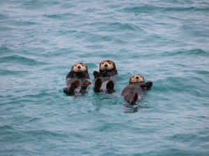 Three sea otters playing in Gulf of Alaska, North Pacific Ocean in Kenai Fjords, Alaska