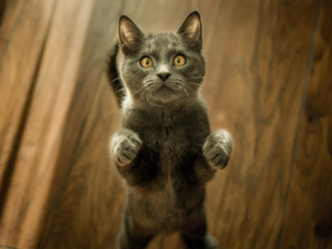 My beautiful cat :)