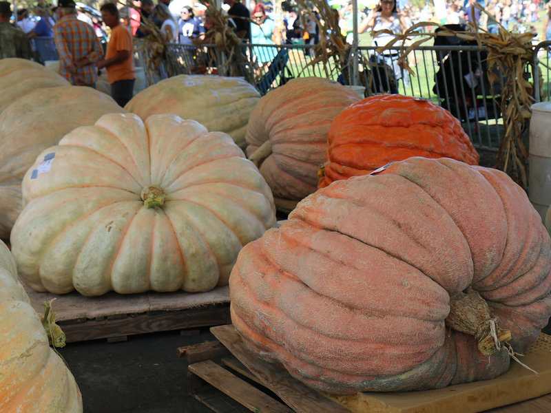 2015 Giant Pumpkin Weigh-Off