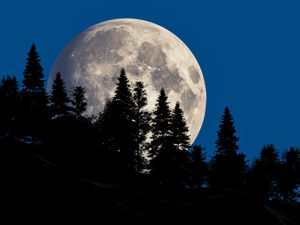 Super Moon over the Forest