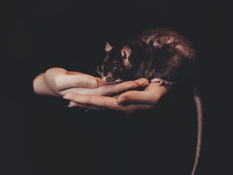 person holding black rat