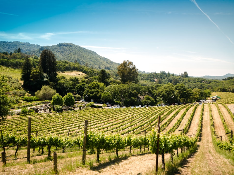 Took this during a wine tour at a Sonoma vineyard