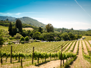 Took this during a wine tour at a Sonoma vineyard