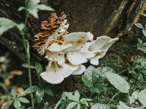 a cluster of mushrooms growing on a tree stump
