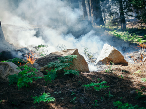 Forest fire from a controlled burn in Sequoia National Park