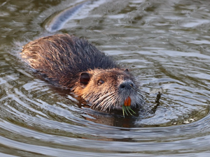 Coypu / nutria (Myocastor coypus)
