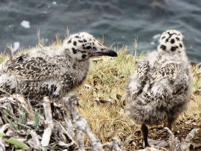 Baby Seagulls, California coast