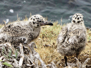 Baby Seagulls, California coast