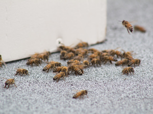 brown and black bee on white wall