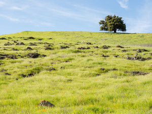 Santa Teresa Park, Santa Clara County Parks