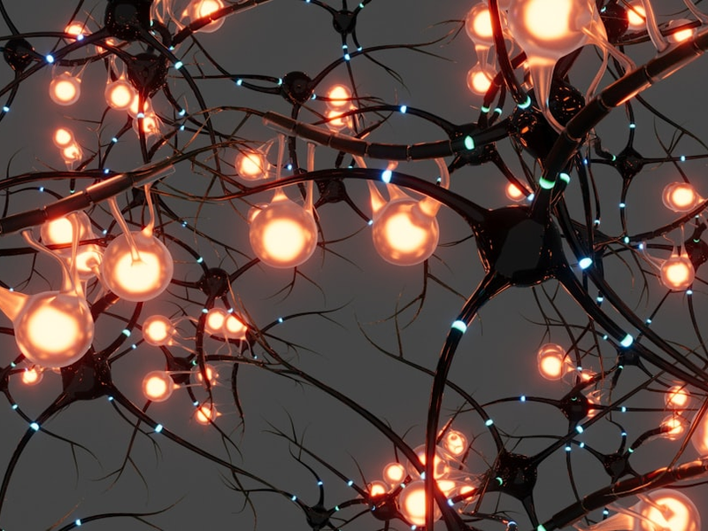 brain neurons