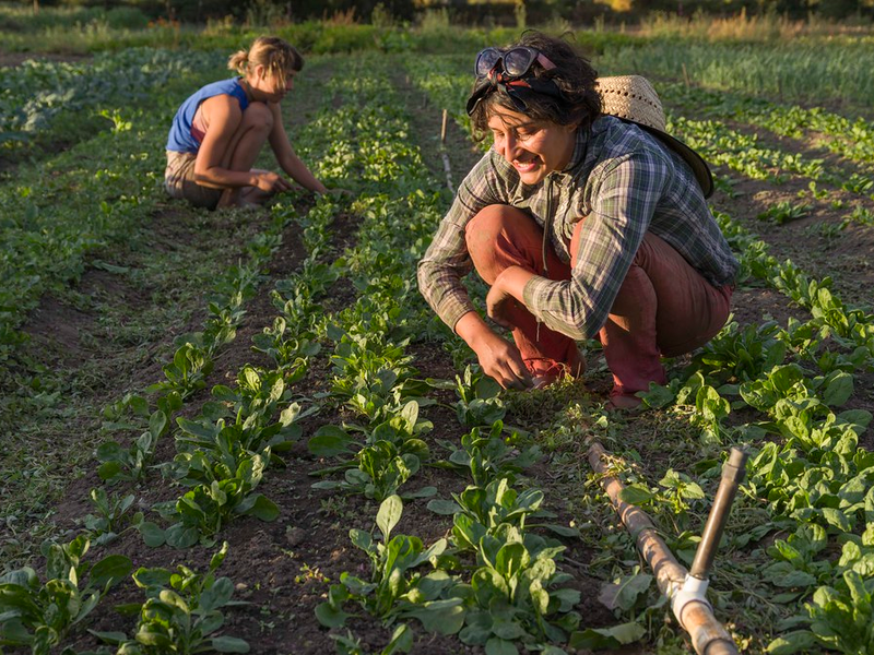 Live Power Community Farm, Covelo, Mendocino County