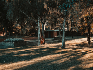 green trees near brown wooden house during daytime