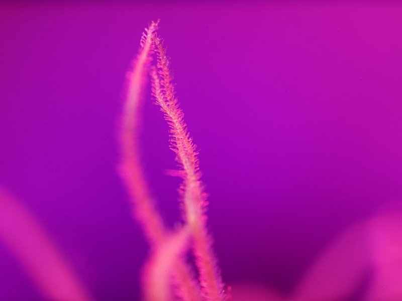 Got the chance to visit a secret marijuana farm for the latest art project. Used a iowa 5x macro for most of the pictures
