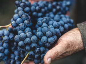 Harvesting Nebbiolo grapes in Serralunga, Italy. Grapes will be used in the process to make Barolo, one of the most famous red wine.