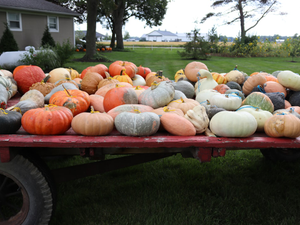 a red wagon filled with lots of pumpkins