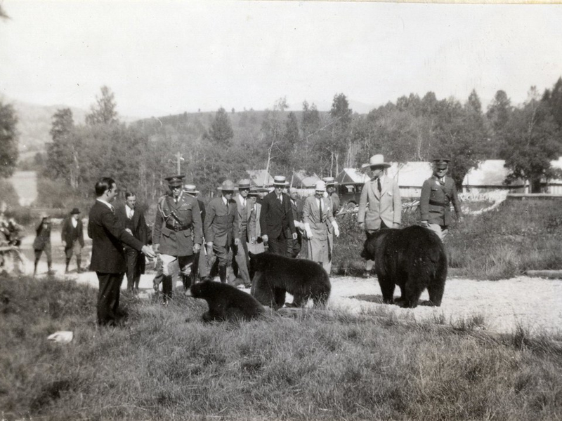 Black Bears Mixing with Tourists in Yellowstone National Park (Ca. 1930)