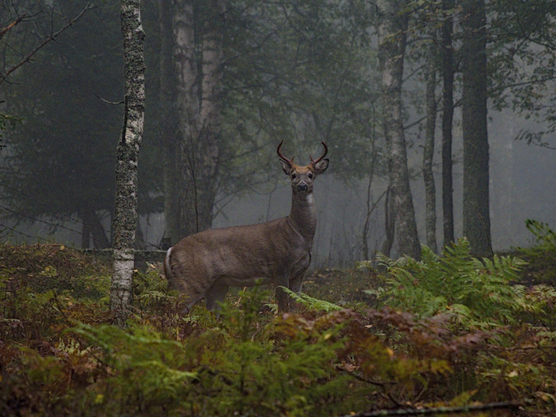 White-tailed deer. Exotic, invasive species in Finland.