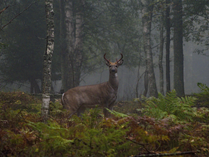 White-tailed deer. Exotic, invasive species in Finland.