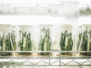 Plants in beakers