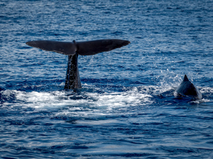Mother Sperm Wale and her calf off Roseau