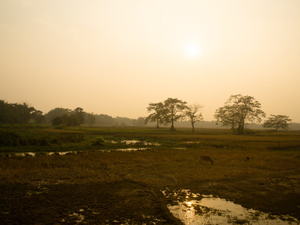 the sun is setting over a grassy field