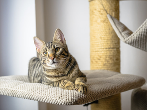 A cat from an animal shelter, sitting in a cat tree. 